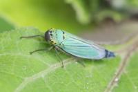 Cicadella viridis
