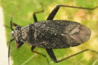 Orthocephalus saltator