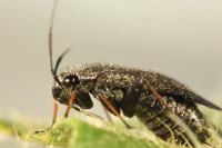 Orthocephalus saltator