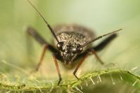 Orthocephalus saltator