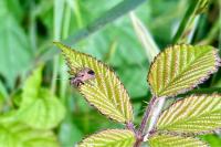 Himacerus mirmicoides