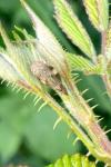 Aphrophora alni