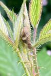 Aphrophora alni