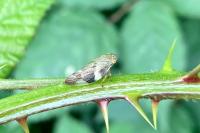 Aphrophora alni