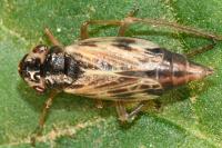 Evacanthus acuminatus