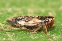 Evacanthus acuminatus