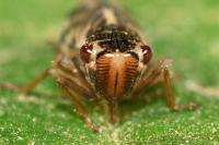 Evacanthus acuminatus