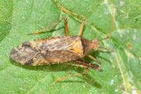 Phytocoris ulmi