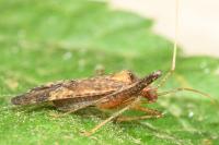 Phytocoris ulmi