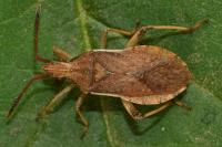 Ceraleptus lividus