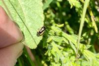 Deraeocoris cordiger