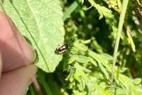 Deraeocoris cordiger