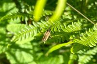 Leptopterna dolabrata