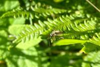 Leptopterna dolabrata