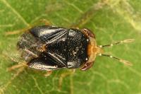 Geocoris erythrocephalus