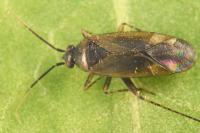 Plagiognathus arbustorum