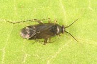 Plagiognathus arbustorum