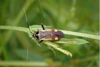 Adelphocoris seticornis