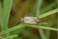 Adelphocoris lineolatus