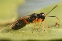 Globiceps fulvicollis