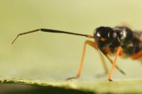 Globiceps fulvicollis