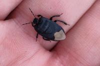 Cydnus aterrimus
