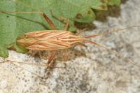 Miridius quadrivirgatus