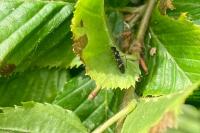 Globiceps sphaegiformis