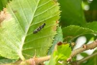 Globiceps sphaegiformis