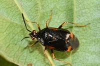 Deraeocoris ruber