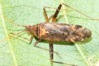 Phytocoris ulmi