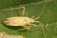 Miridius quadrivirgatus