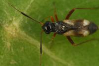 Globiceps fulvicollis