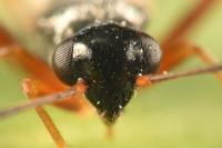 Globiceps fulvicollis