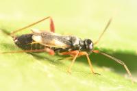 Globiceps fulvicollis