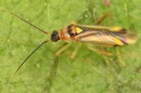 Campyloneura virgula