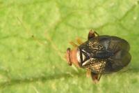 Halticus luteicollis