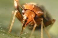 Halticus luteicollis