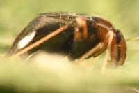 Halticus luteicollis