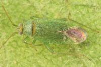 Orthotylus virescens