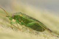 Orthotylus virescens