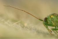 Orthotylus virescens