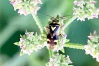 Orthops