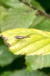 Heterotoma planicornis