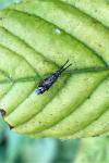 Heterotoma planicornis