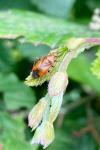 Deraeocoris ruber