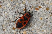 Pyrrhocoris apterus