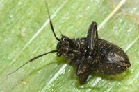 Orthocephalus coriaceus