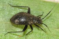 Orthocephalus coriaceus