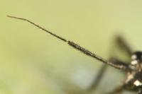 Orthocephalus coriaceus